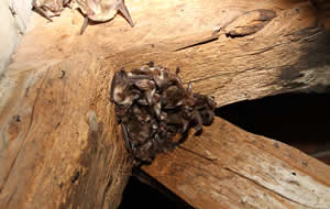 bats living inbetween rafters