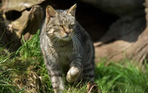 Wildcat Stalking