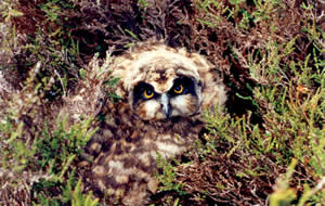 Young owls away from the nest