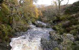 White water image for fish survey