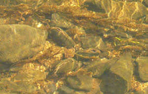 Freshwater Pearl Mussels on riverbed