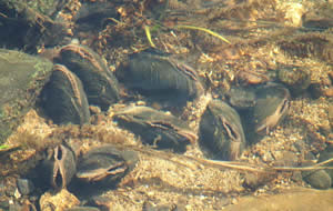 Freshwater Pearl Mussels on riverbed 2