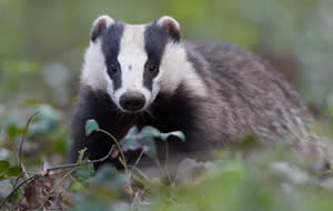 Badger in the undergrowth