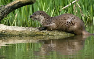 Otter sitting on the riverbank