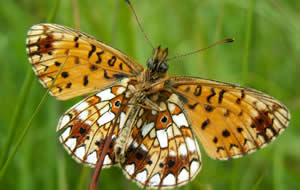 Close up of Butterfly