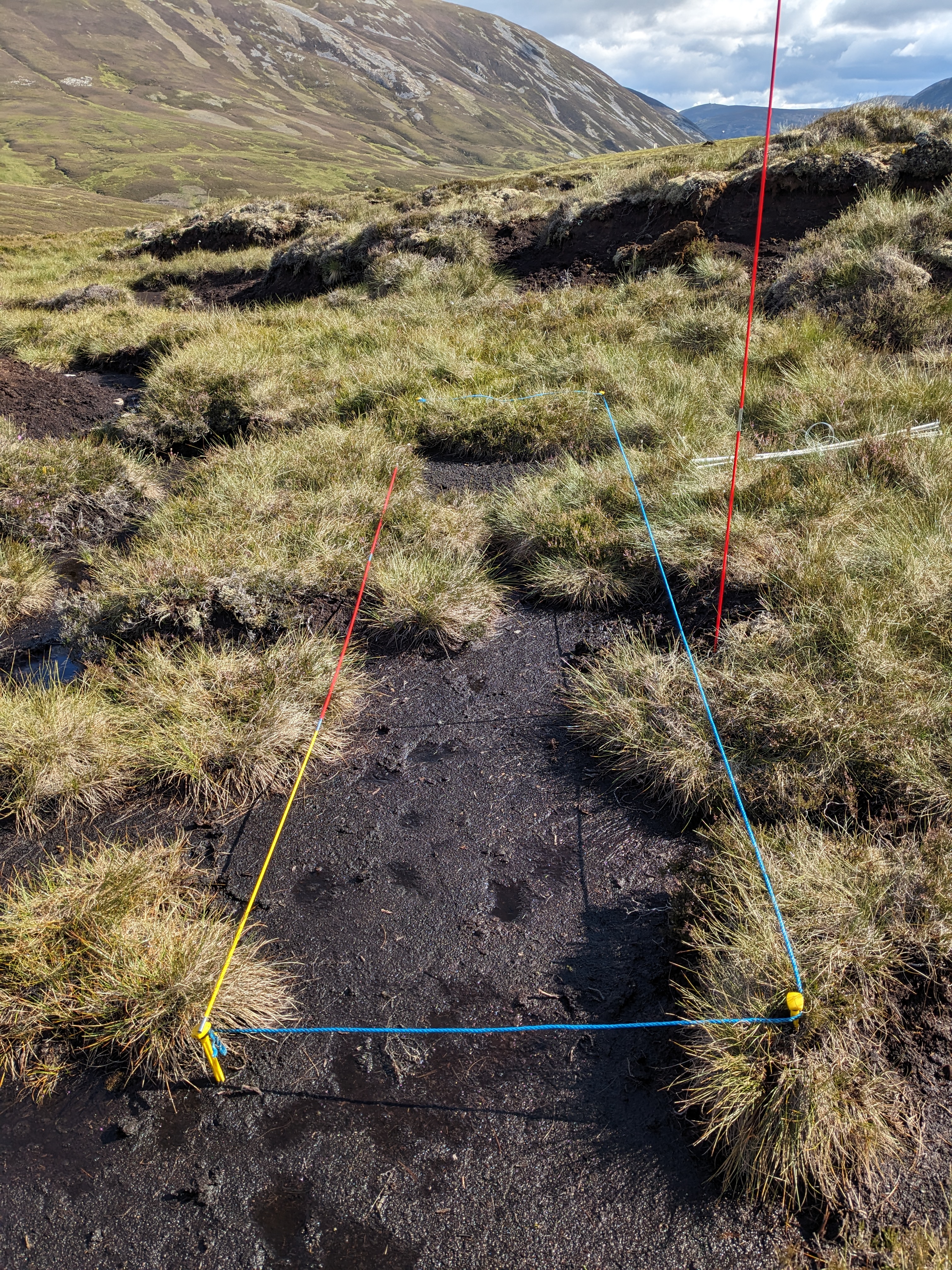 Peatland habitat assessment plot