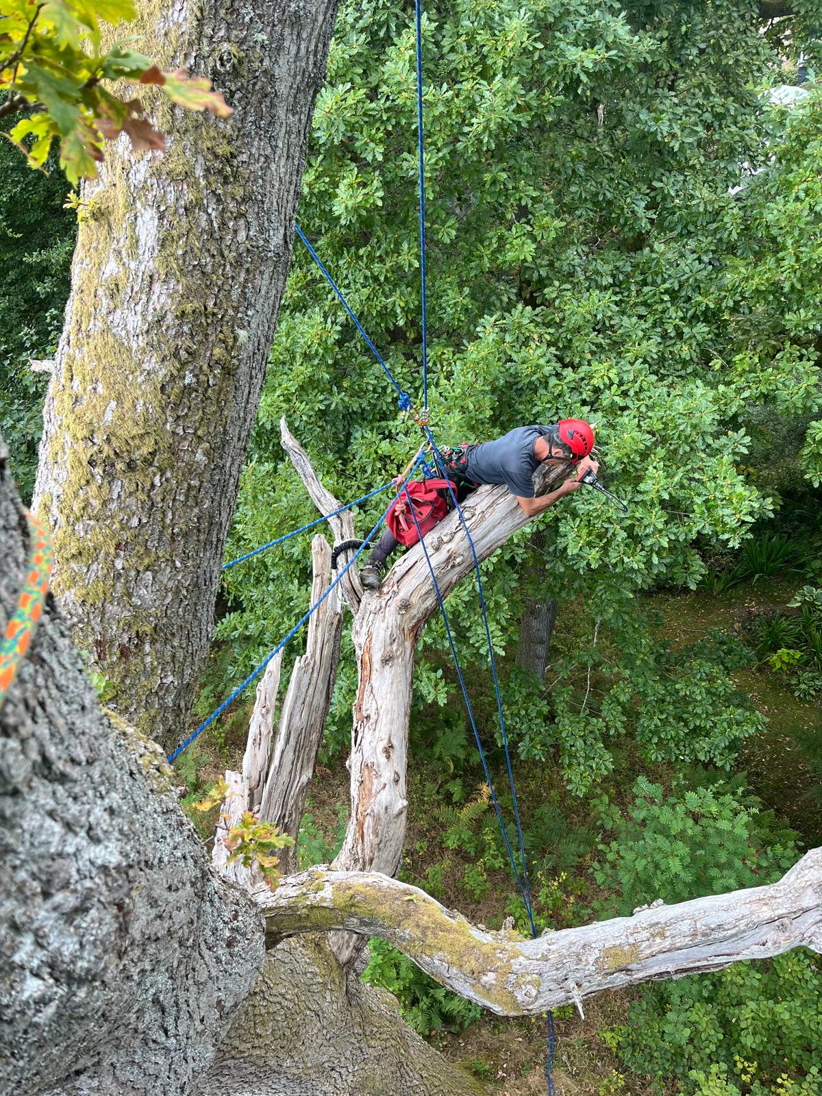 Tree Survey
